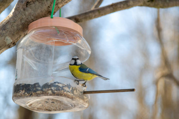 istock Colorful bird at a winter bird feeder under a clear blue sky 2206229673