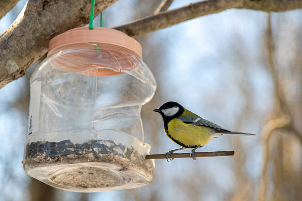istock Bird enjoying seeds from a winter feeder hanging on a tree branch 2206229745