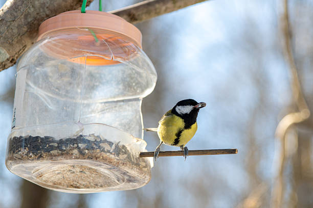 istock Charming winter bird at feeder enjoying seeds in a serene landscape 2206229794