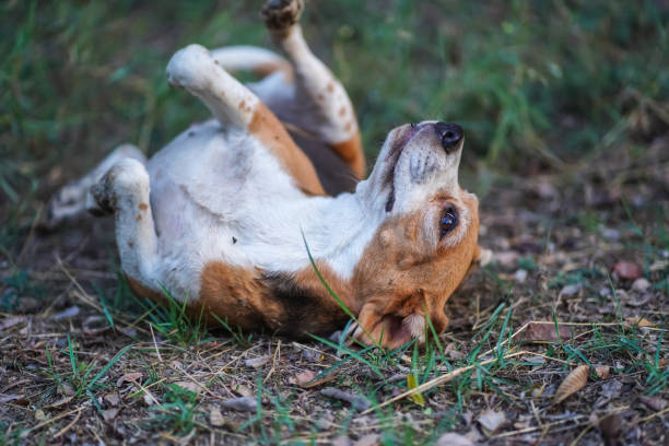 istock Playful Beagle Dog Relaxing on Grass in a Natural Outdoor Setting 2206231111