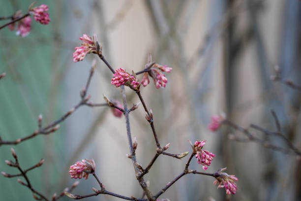 Peach buds in the park, North China