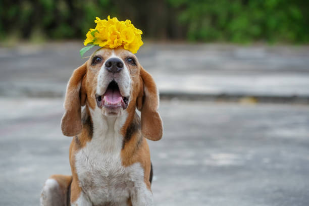 Happy Beagle Dog Wearing a Yellow Flower Crown Outdoors on a Sunny Day