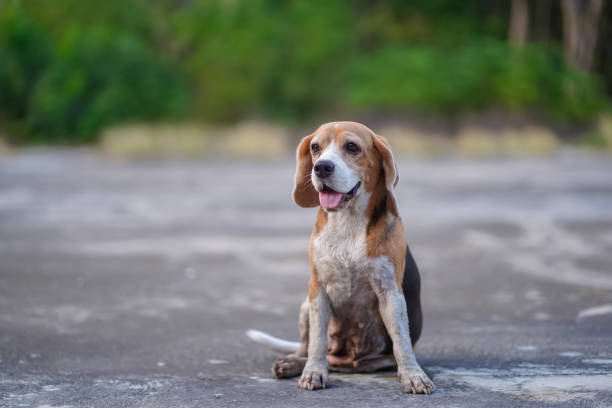 istock Adorable Beagle Dog Sitting on Pavement Outdoors With a Nature Background 2206232355