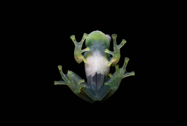 istock Glass frog from Colombia Centrolene Huilensis 2206232676