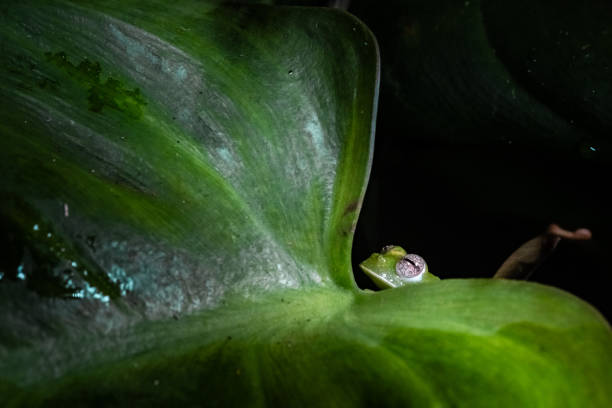 istock Glass frog from Colombia Centrolene Huilensis 2206232783
