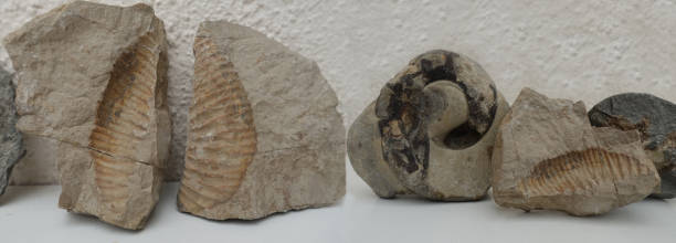 istock Fossils of living organisms on a display stand 2206232827