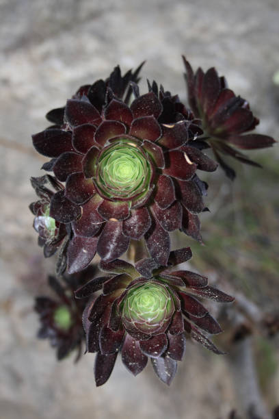 istock Hauswurz  / Houseleek or Liveforever / Sempervivum 2206233655