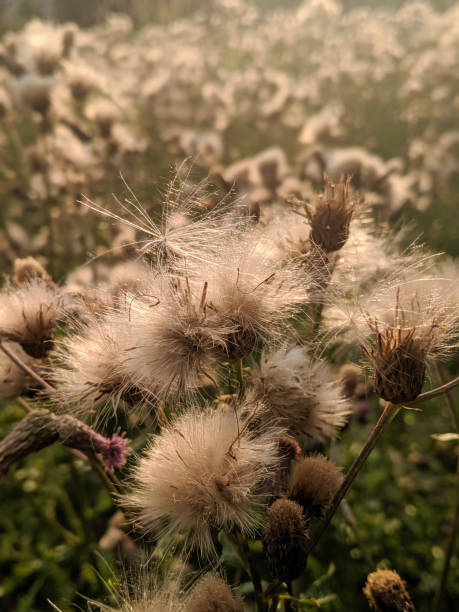 istock Soft-Focused Creeping Thistle Field Glowing in Gentle Sunset Light 2206234898