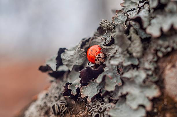 istock A vibrant ladybug perches on lichen-covered bark, showcasing nature's intricate details in a macro shot. 2206236325