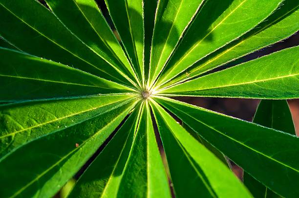 A sunlit lupine leaf shows off radiating leaf segments, highlighted by sunlight and shadows, in this close-up nature study.