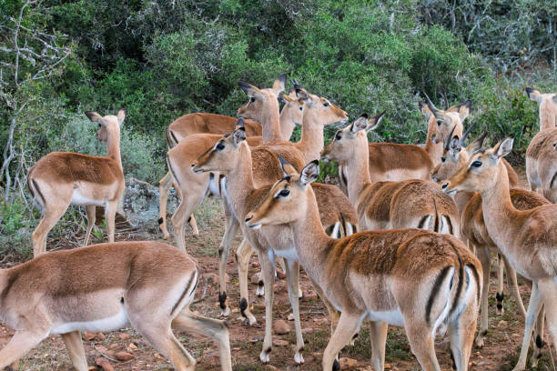 Female Impala in a South African Game Reserve.