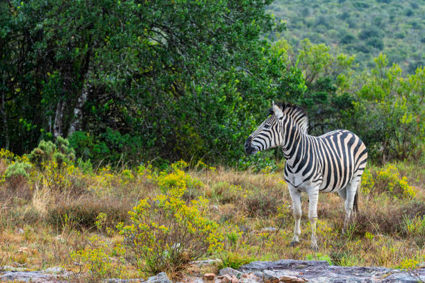 Zebra in a South African Game Reserve. A close up of a Burchell's zebra.