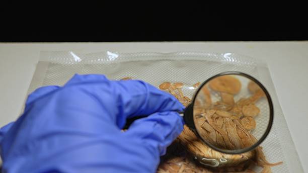 istock Police investigator in blue gloves studying seized illegal drugs. Forensic science criminalistics. Magic mushrooms seized by police. Crime scene Hallucinogenic shrooms evidence. 2206237876