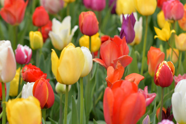 istock Multicolored tulips background in a park in Holland 2206238252