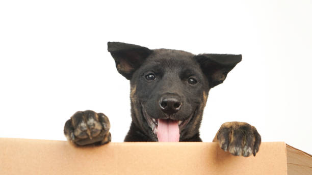 istock little dog and box isolated on white background 2206241356