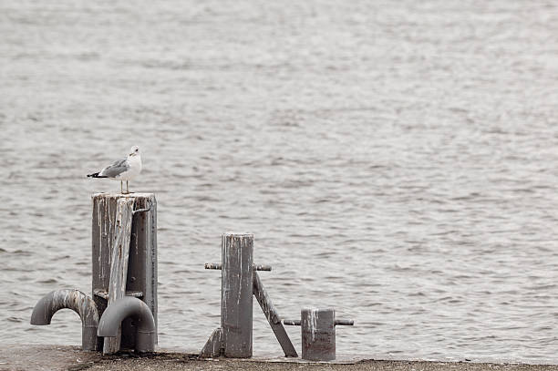 Close-up of a seagull standing on a bollard