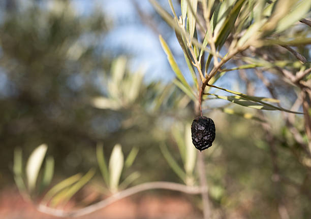 old wrinkled black olive hangs on a tree among green leaves.