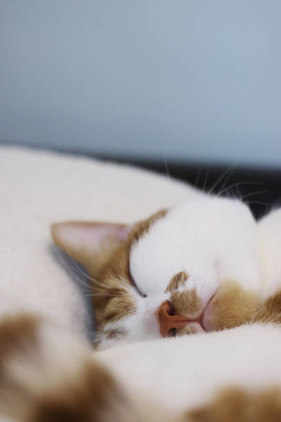 istock A ginger cat with white fur. Sleeping on its side. In a quirky pose. Close-up of the head. 2206242964