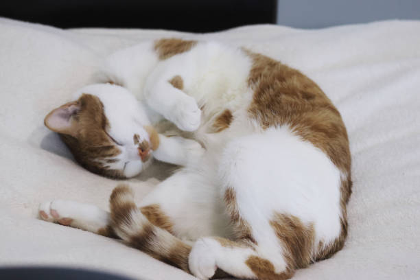 istock A ginger cat with white fur. Sleeping on its side. In a quirky pose. Oblique Angle. 2206242966