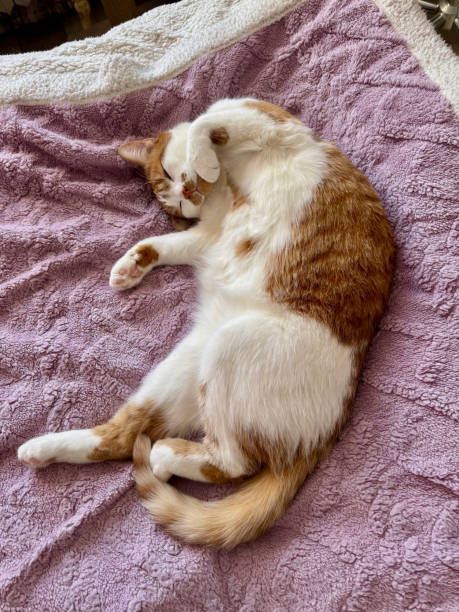 istock A ginger cat with white fur. Sleeping on its side. In a quirky pose. Oblique Angle 2206242977