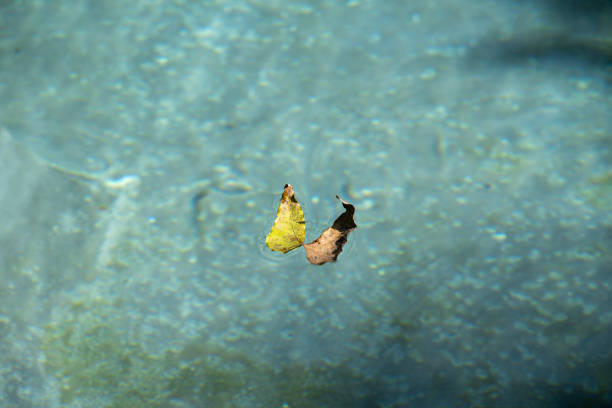 Two leaves gently float on the surface of clear water, reflecting the peaceful surroundings. Sunlight illuminates the pond, enhancing the vibrant colors of the leaves and the tranquil atmosphere, making it a perfect moment in nature.