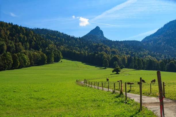 A wide, lush green meadow stretches out under a bright blue sky, with a winding dirt path leading through it. Tall mountains rise in the background, partially covered in dense forest.