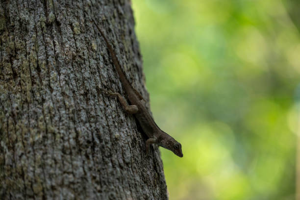 istock Lizard climbing a textured tree trunk in a vibrant forest during sunlight with blurred green background 2206243274