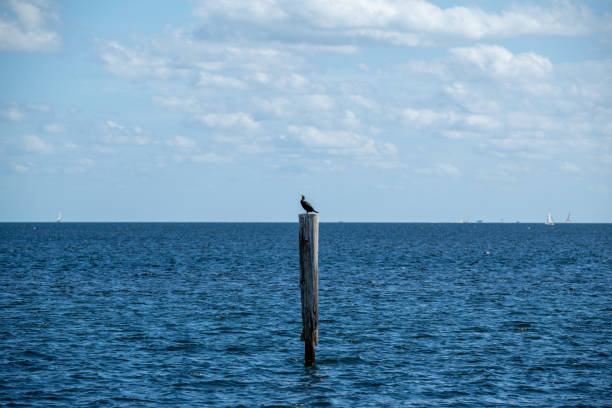 A solitary bird sits atop a weathered wooden pole, observing the tranquil waters below. In the background, several sailboats glide across the horizon under a partly cloudy sky on a peaceful day. The scene captures the essence of nature's beauty and serenity.