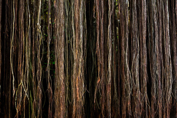 Thick, hanging roots of a banyan tree create a striking natural curtain, casting shadows in a vibrant tropical rainforest. Sunlight filters through the lush foliage, highlighting the intricate textures and colors of the roots while adding depth to the serene atmosphere.
