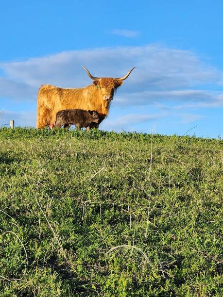 istock Highland Cow and Calf Standing on Green Pasture Under Blue Sky 2206243870