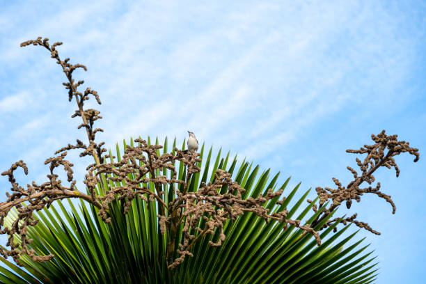A small bird is perched on the branches of a palm tree, surrounded by vibrant green leaves and intricate flowering growth. The backdrop features a bright blue sky with scattered clouds, creating a peaceful atmosphere typical of a sunny afternoon outdoors.
