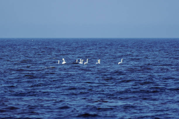 Group of White Swans Floating on the Deep Blue Ocean