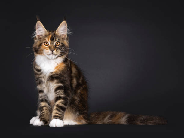 istock Maine Coon cat kitten on black background 2206246064