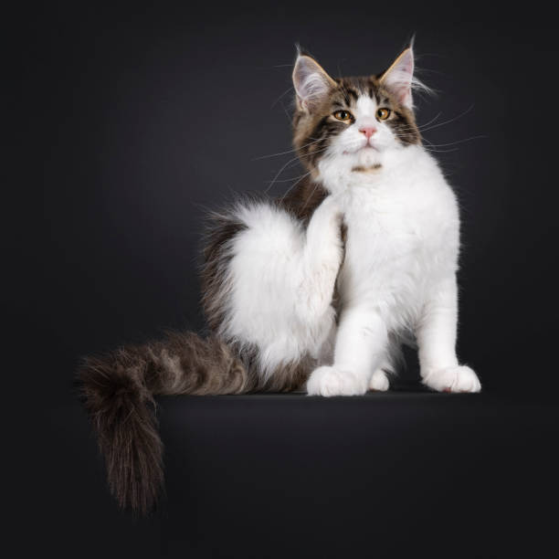istock Maine Coon cat kitten on black background 2206246313