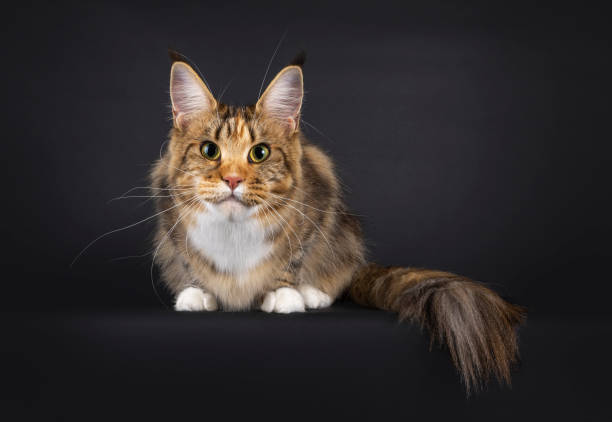 istock Maine Coon cat on black background 2206246483