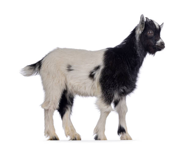 istock Baby Dutch landrace goat on white background 2206246526