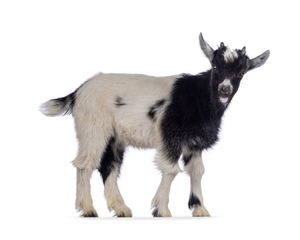 istock Baby Dutch landrace goat on white background 2206246529