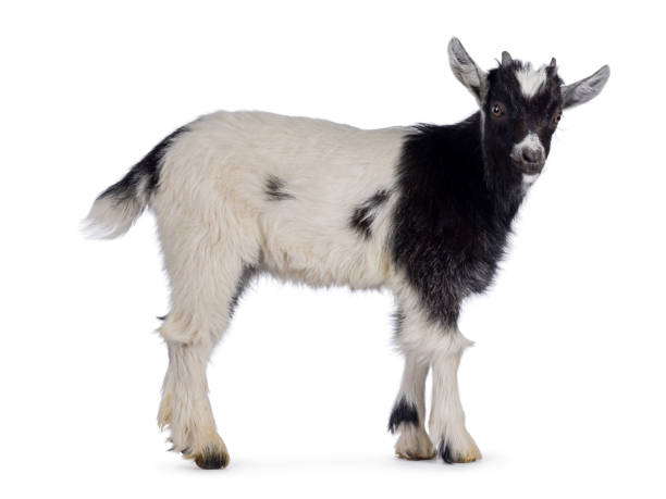 istock Baby Dutch landrace goat on white background 2206246537