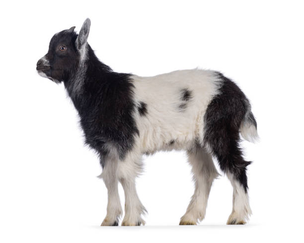 istock Baby Dutch landrace goat on white background 2206246552