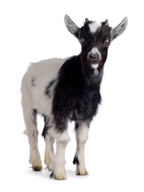 istock Baby Dutch landrace goat on white background 2206246565
