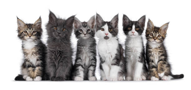 istock Maine Coon cat kittens on white background 2206246601