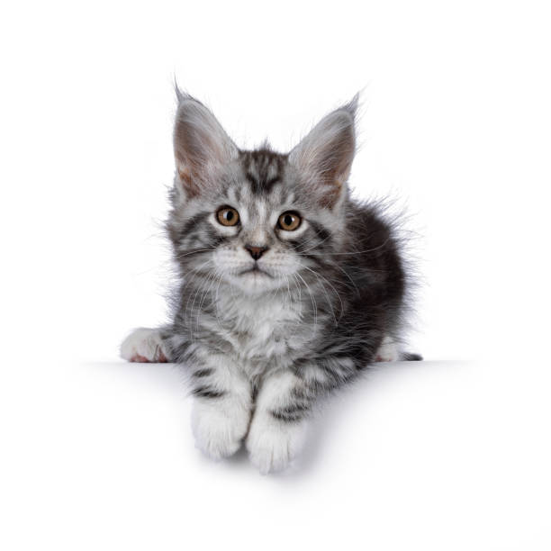 istock Maine Coon cat kitten on white background 2206246634