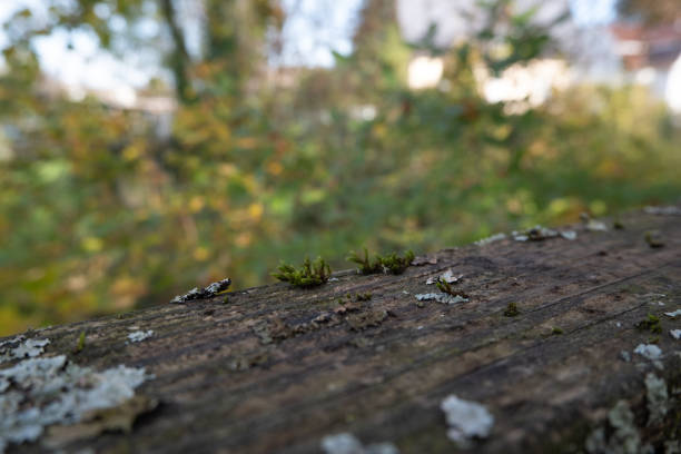 Wood log covered in moss and lichen. The moss is green and white, and it covers the entire log. The log is sitting on a wooden platform, and it is surrounded by trees. The image has a peaceful