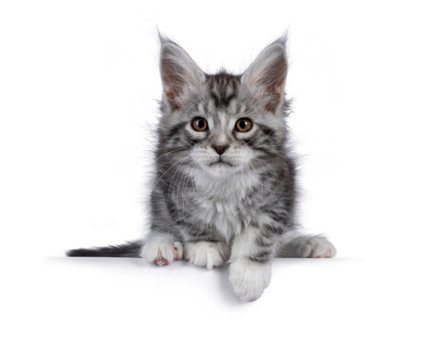 istock Maine Coon cat kitten on white background 2206246709