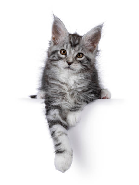istock Maine Coon cat kitten on white background 2206246719