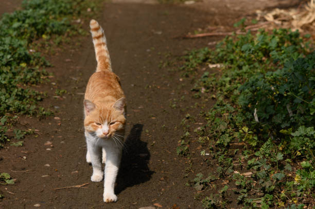 istock Bright orange tabby cat strolls down a sunlit path surrounded by greenery on a warm afternoon in a peaceful countryside setting 2206247900
