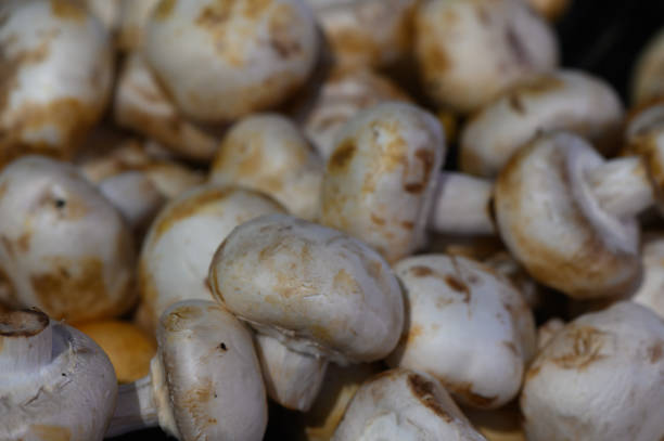 A bountiful assortment of freshly picked mushrooms arranged beautifully, inviting culinary creativity and flavors.