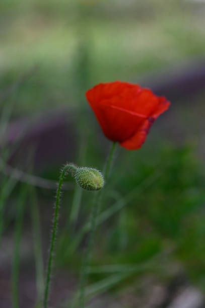 A striking red poppy stands tall next to a green bud, bathed in soft morning light. Delicate grass sways gently, creating a serene and peaceful atmosphere.
