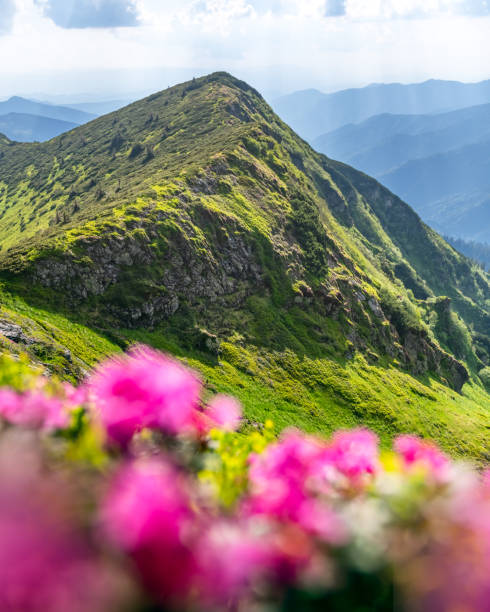 istock Nature landscape with green peaks and blooming slopes in spring mountains 2206248713