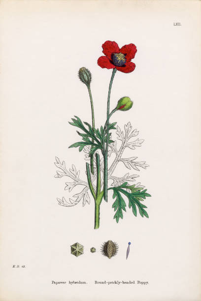 istock Antique Engraved and Hand-Colored Victorian Botanical Illustration, 1863 2206248758